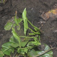 Limnophyton obtusifolium (L.) Miq.